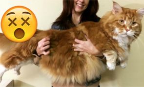 UNBELIEVABLE PICTURES: This is the World's Longest Cat