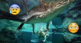 Australia's CAGE OF DEATH is the most insane thing we've ever seen...