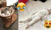These HILARIOUS Pictures Are Proof that CATS Can Sleep ANYWHERE