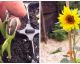 Follow These Simple Steps to Grow Your Own Sunflowers at Home