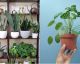 7 Fascinating Reasons To Have Plants In Your Home And Office