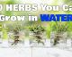 10 Herbs You Can Grow in Water