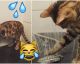 This Bengal Cat Loves Water... Watch How He Reacts To The Shower!