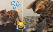 This Bengal Cat Loves Water... Watch How He Reacts To The Shower!