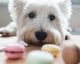 8 things you never knew about doggie bags