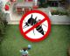 7 Plants that will Protect Your Home from Mosquitoes
