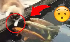 Watch How This Cat Reacts to Koi Fish... Adorable!