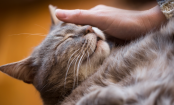 These are the 9 Most Loving Cat Breeds