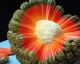 7 Weird Fruits That Look Like They're From Another Planet