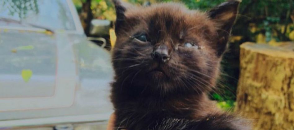 This Stray Kitten Was Crippled From Birth, But Wait Until You See His Transformation