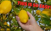You Can Grow Lemons On Your Balcony... Easy!