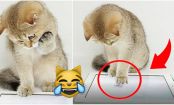 This Cat Playing on an iPad Will Make Your Day Instantly Better