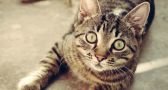 Why You Should NEVER Give Your Cat Grapes