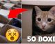 This Guy Created the Ultimate Maze for His Cats...with 50 Boxes!
