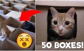 This Guy Created the Ultimate Maze for His Cats...with 50 Boxes!