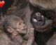 PHOTOS: this ADORABLE baby gorilla at the San Diego zoo is only 2 DAYS OLD!!
