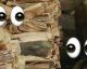 Only 3% of people can SPOT the hidden CAT in this picture!!