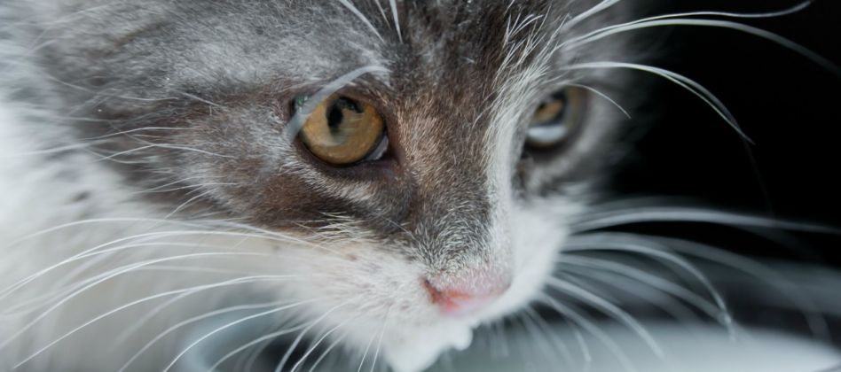 The Scary Reason You Should NEVER Give Your Cat Milk