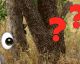 How good is your EYESIGHT? 79% of people cannot find the Tiger in this photo