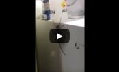 VIDEO: Mouse vs Giant Australian SPIDER