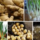 Here are 10 fruits and vegetables you can easily grow at home!