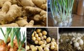 Here are 10 fruits and vegetables you can easily grow at home!