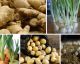 Here are 10 fruits and vegetables you can easily grow at home!
