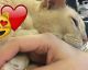 This cat was ADOPTED and can only sleep when his owner HOLDS his PAW