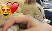 This cat was ADOPTED and can only sleep when his owner HOLDS his PAW