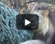 VIDEO: Big CATS going CRAZY for Christmas trees!!