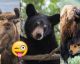 You're Definitely AMERICAN If You Know The Official Mammals Of These 12 U.S. States