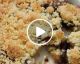 VIDEO: Pear Crumble with Nutella