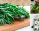 Grow Your Own Spring Herbs Right In The Kitchen, It's Easy!