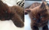 A woman adopted this strange kitten. One year later, his transformation is unbelievable...
