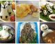 15 incredible Japanese-inspired food ideas that take edible art to a whole new level!