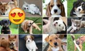 Pick Some Pups And We'll Guess Your Relationship Status