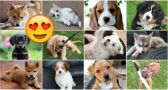 Pick Some Pups And We'll Guess Your Relationship Status
