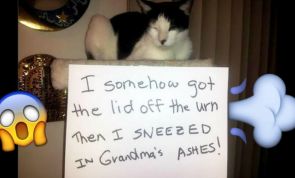 22 totally EVIL cats who were SHAMED for their CRIMES