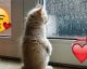 8 Signs that Your Cat Loves You (a lot)