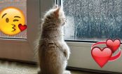 8 Signs that Your Cat Loves You (a lot)