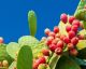 All You Need To Know About Cooking With Cactus