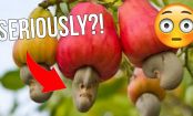 How do pineapples and 8 other fruits grow?