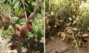 How do pineapples and 8 other fruits grow?