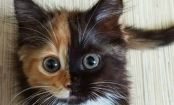 Meet Yana, the adorable kitten with two faces! The seventh picture is too funny!