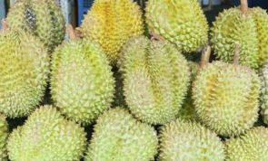 All About Durian