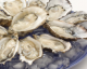All About Mollusks