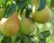 All About Pears