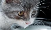 The Scary Reason You Should NEVER Give Your Cat Milk