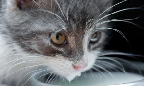 The Scary Reason You Should NEVER Give Your Cat Milk