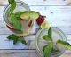 6 Refreshing Cocktails to Cool Down With This Summer